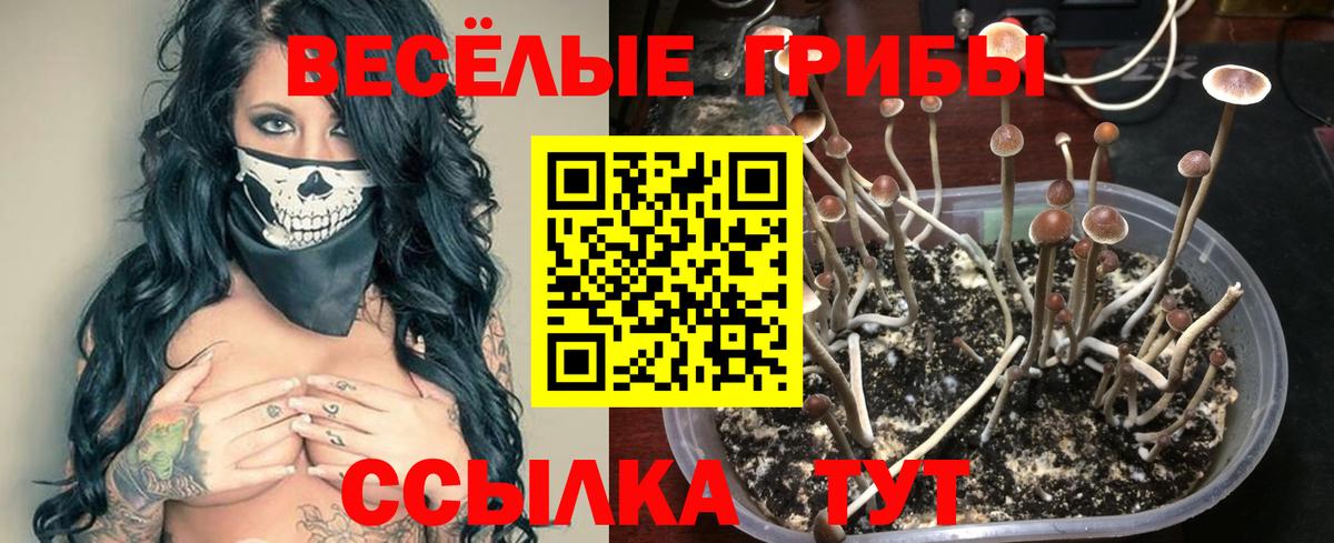 Псилоцибиновые грибы GOLDEN TEACHER  Вход с VPN  Тобольск 